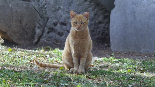 tiger cat