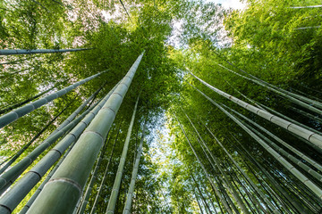 Bamboo forest in kyoto, Japan