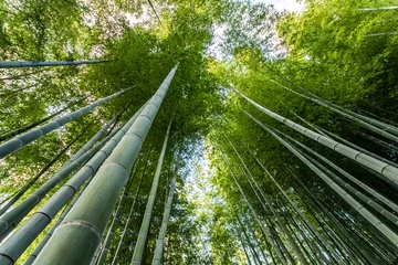 Cercles muraux Bambou Bamboo forest in kyoto, Japan