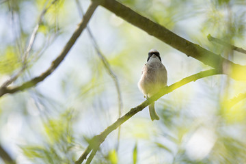  An adult Eurasian penduline tit (Remiz pendulinus) perched on a tree branch at the lakes of Linum Germany..