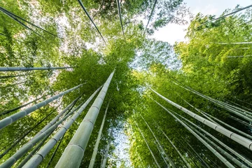 Crédence de cuisine en verre imprimé Bambou Bamboo forest in kyoto, Japan