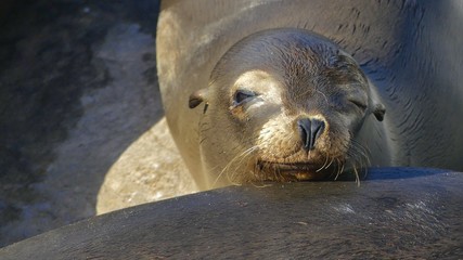 sea lion resting