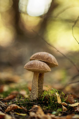 Leccinum scabrum, commonly known as the rough-stemmed bolete, scaber stalk, and birch bolete, is an edible mushroom in the family Boletaceae, and was formerly classified as Boletus scaber