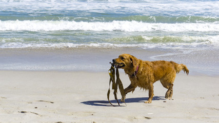 A walking dog with seaweed at a beach, Camps Bay, Cape Town, South Africa