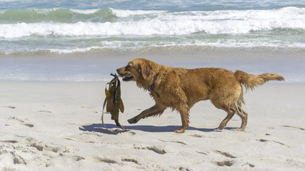 A walking dog with seaweed at a beach, Camps Bay, Cape Town, South Africa © Ryo