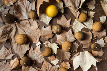 Fall leaves decorated with dried lemons