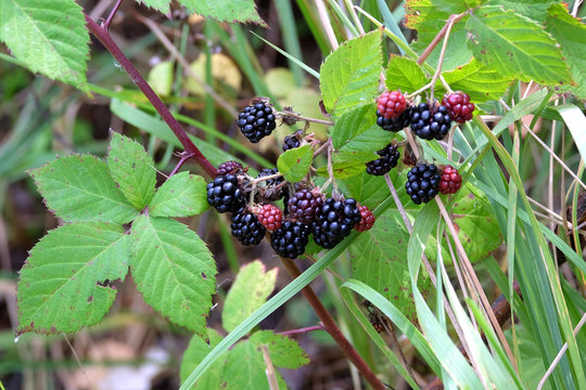 Ripe blackberry fruits on bush branch in the forest thicket closeup