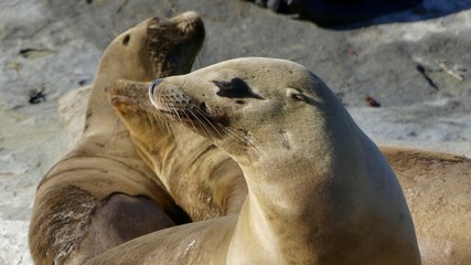 2 Sea lions on a sunny day