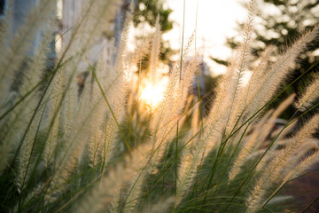 Wonderful landscape from the feather grass field in the evening sunset silhouette. serene feeling concept. countryside scenery atmosphere. image for background, wallpaper and copy space.