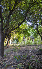 trees in the park