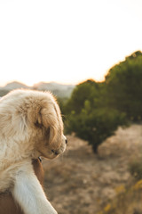 Profile of a puppy's face. Close up of a golden retriever puppy dog in the field.