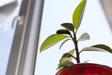 potted ficus on a windowsill with an open window with summer city view covered with water drops 