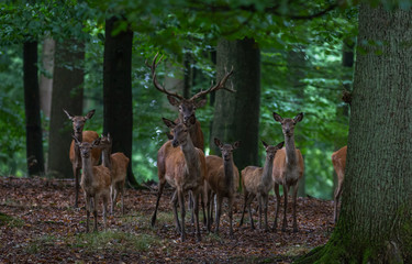 Red Deer in fall Germany