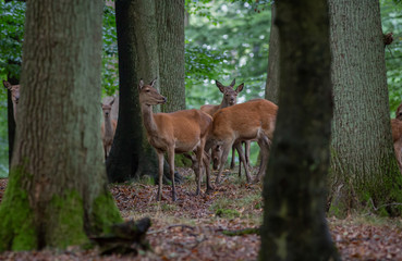 Red Deer in fall Germany