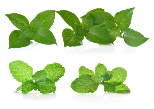 Fresh mint and Basil leaves isolated on white background.