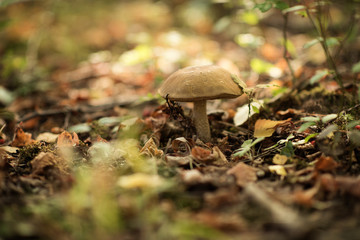 Leccinum scabrum, commonly known as the rough-stemmed bolete, scaber stalk, and birch bolete, is an edible mushroom in the family Boletaceae, and was formerly classified as Boletus scaber