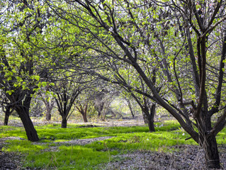Fototapeta premium apple orchard in spring