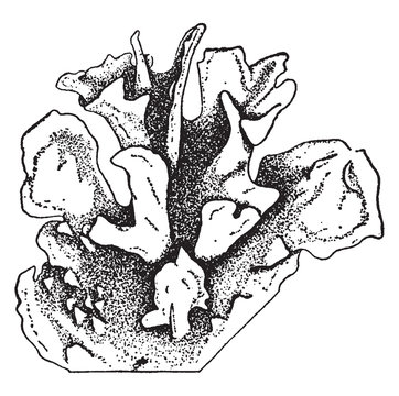 Anthoceros Fusiformis Vintage Illustration.