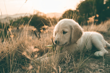 Portrait of a puppy of the golden retriever breed at sunset © Rafa