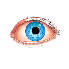 Realistic human eye close-up. Human eye blue isolated on white photorealistic vector illustration