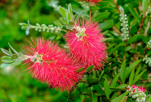 Plant Of Callistemon With Red Bottlebrush Flowers