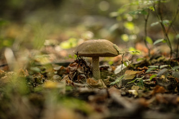 Leccinum scabrum, commonly known as the rough-stemmed bolete, scaber stalk, and birch bolete, is an edible mushroom in the family Boletaceae, and was formerly classified as Boletus scaber