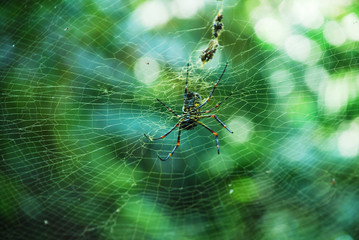 spider on web