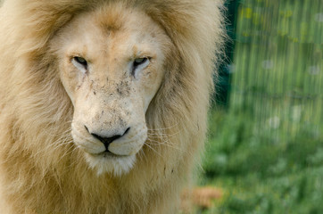 White Lion