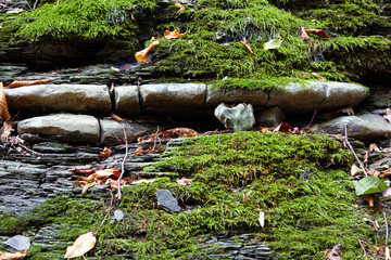 Closeup of mossy stones.Stones covered with moss. Autumn leves.