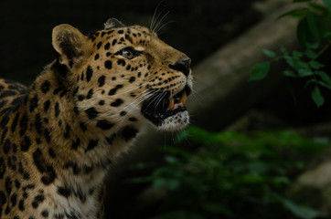 Amur Leopard