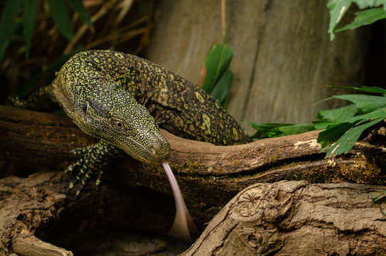 Crocodile Monitor Lizard