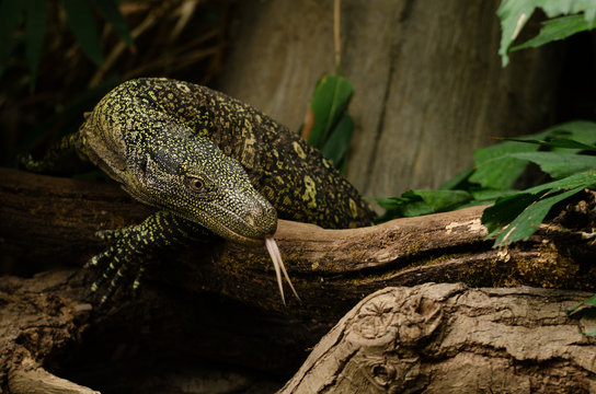 Crocodile Monitor Lizard