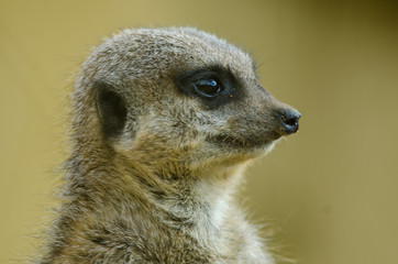 Meerkat