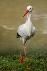 White Stork