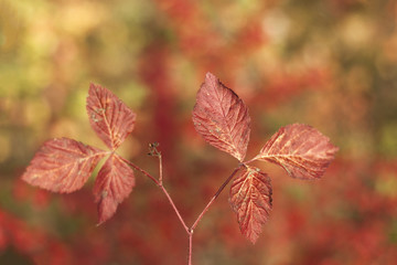 Beautiful background with autumn leaves