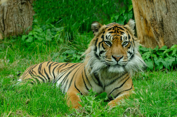 Fototapeta premium Sumatran Tiger