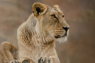 Asiatic Lion