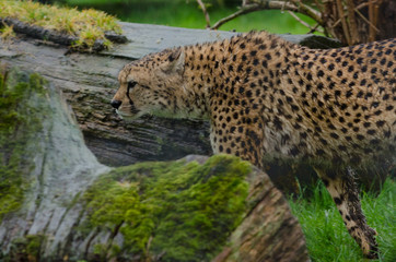 Cheetah
