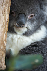 Fototapeta premium Cute Australian Koala na drzewie odpoczywa w ciągu dnia.
