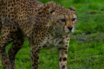 Cheetah