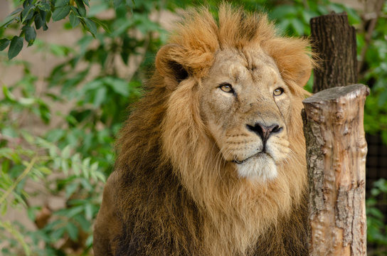 Asiatic Lion