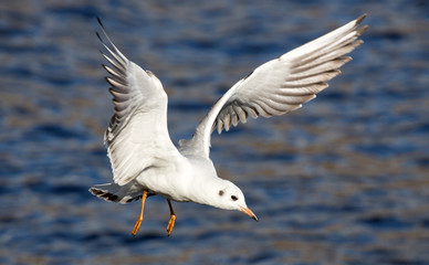 young gull flying above water