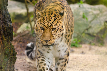 Amur Leopard