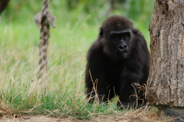 Baby western lowland gorilla