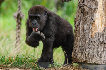 Baby western lowland gorilla