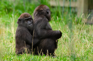 Baby western lowland gorilla