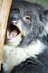 Naklejka premium Cute Australian Koala na drzewie odpoczywa w ciągu dnia.