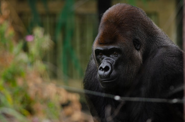 Western Lowland Gorilla