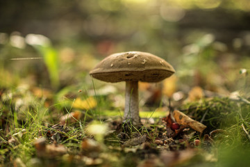 Leccinum scabrum, commonly known as the rough-stemmed bolete, scaber stalk, and birch bolete, is an edible mushroom in the family Boletaceae, and was formerly classified as Boletus scaber