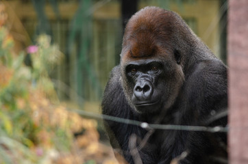 Western Lowland Gorilla